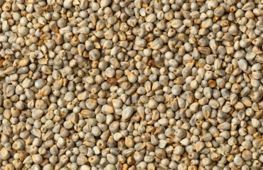 pearl millet